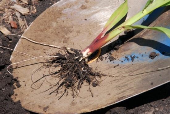 Sampling Corn Fields to Assess Potential for Yield Loss from Plant-parasitic Nematodes